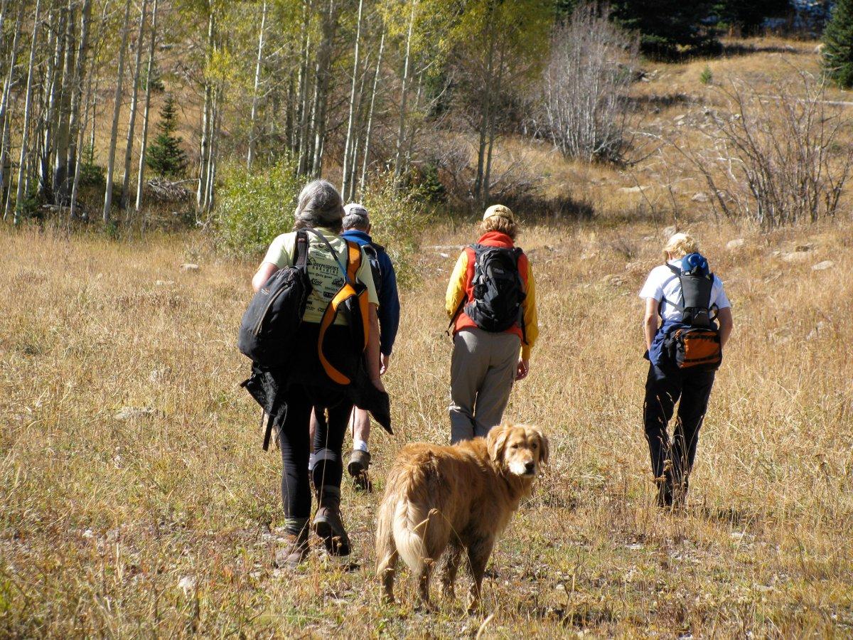 Four people walk a golden-colored dog through brown tall grasses with trees in the background.