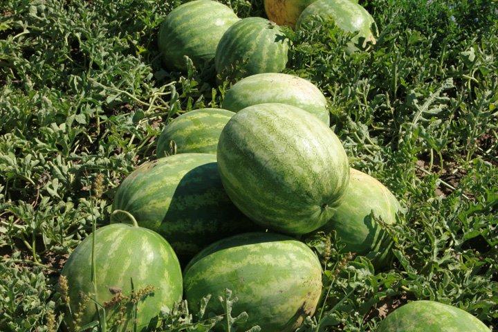 Watermelons growing in a green field.