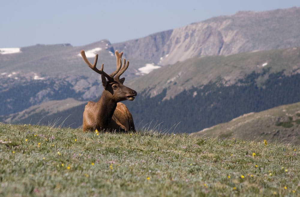 An elk with massive antlers sits in a green meadow with mountains rising behind it