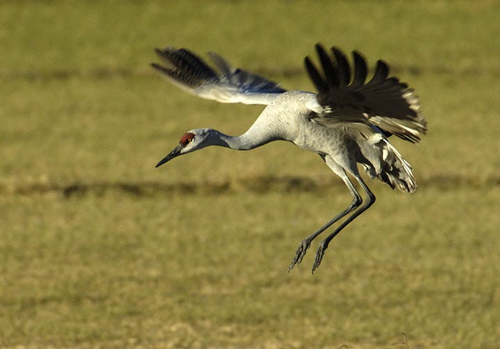 A large crane starts to land after taking flight