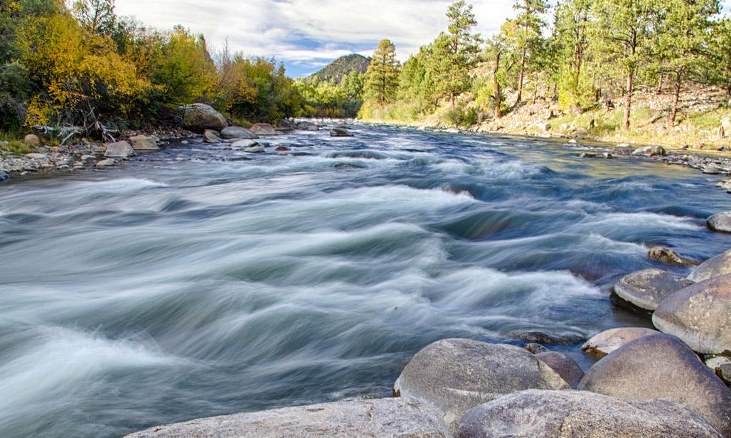 Tall pines and deciduous trees with golden leaves stand on either side of the banks of a flowing river at Browns Canyon National Monument.