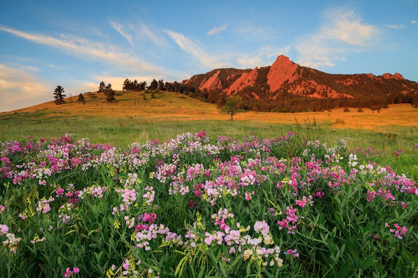 The Flatirons and an audience of summer sweet peas