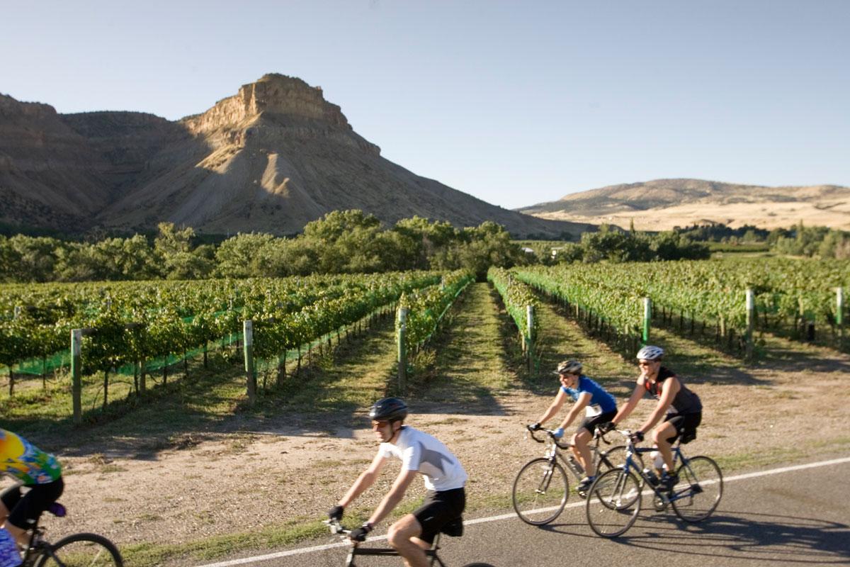 A group bikes past a vineyard with tall mountains in the background