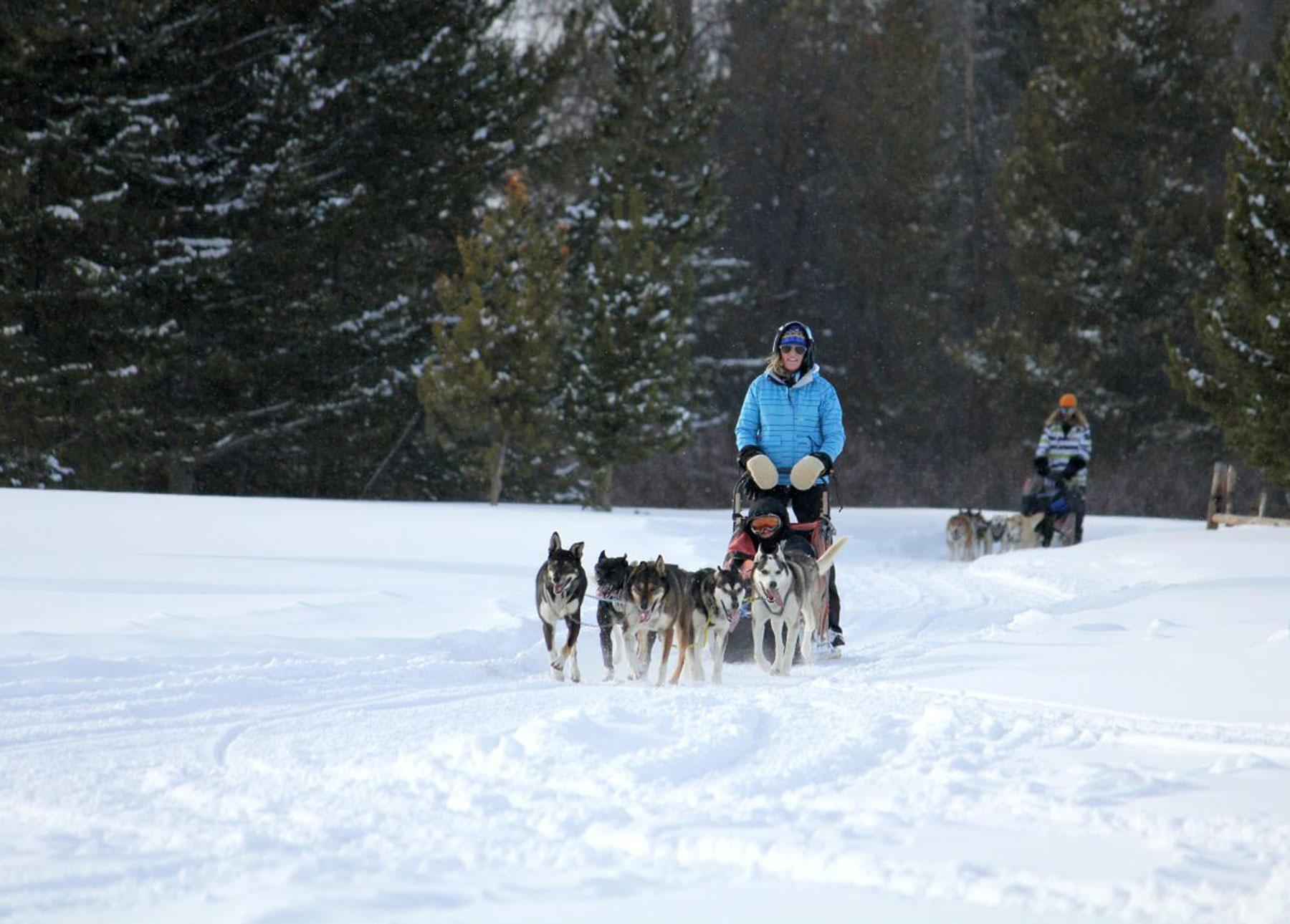 A dog-sled rider in a bright blue coat rides through a snowy meadow behind a team of dog. Evergreen trees and other dog-sled team are seen in the background.