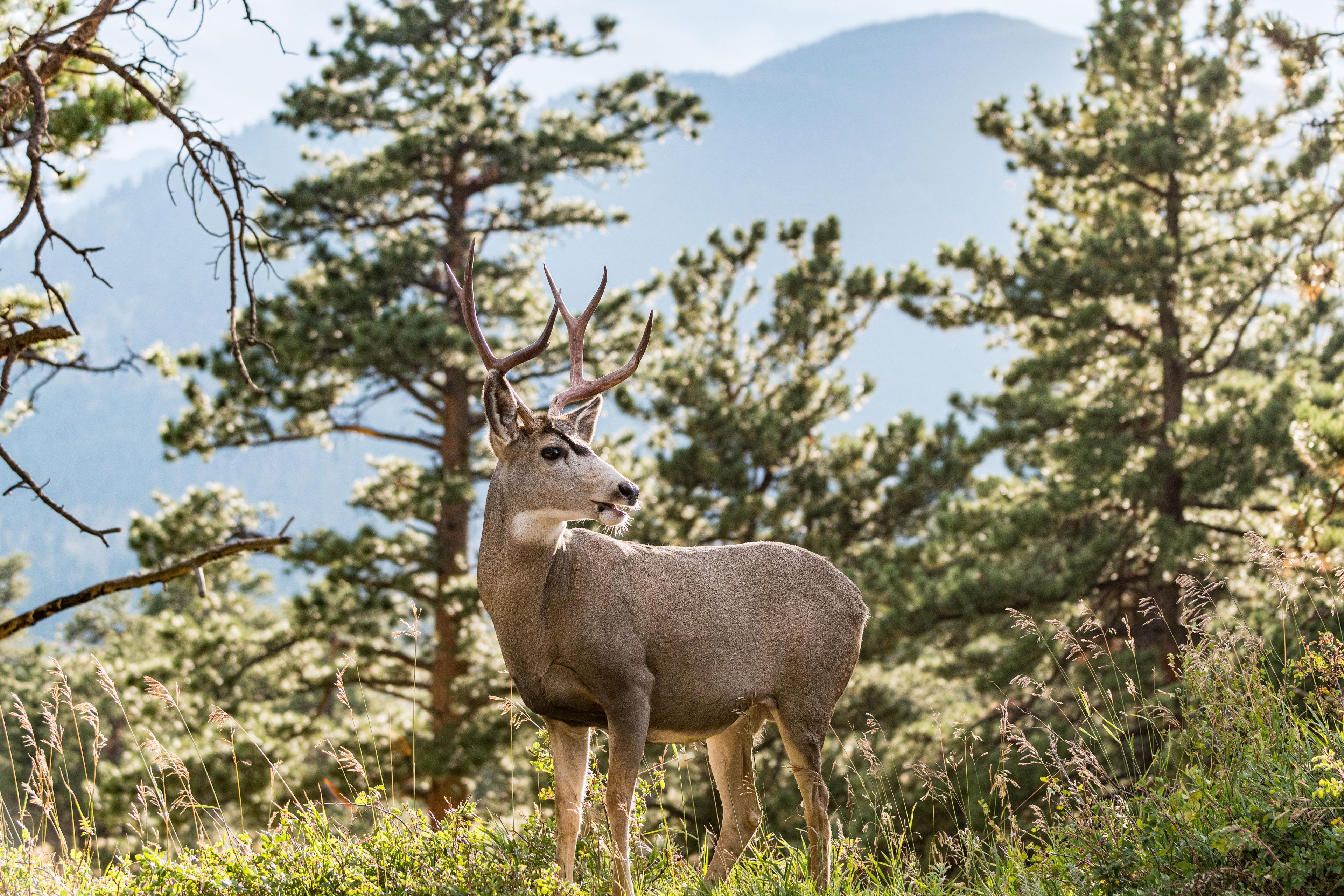 Deer in Rocky Mountain National Park