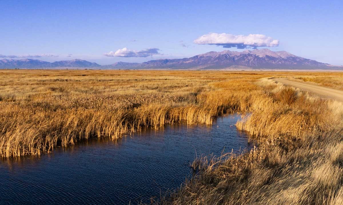 At the Alamosa National Wildlife Refuge, brown and yellow grasses three in a flowing waterway. The breeze has the grass swaying near a dirt road on the right side of the image. In the background with bright blue skies with a couple clouds hover over towering mountains. 