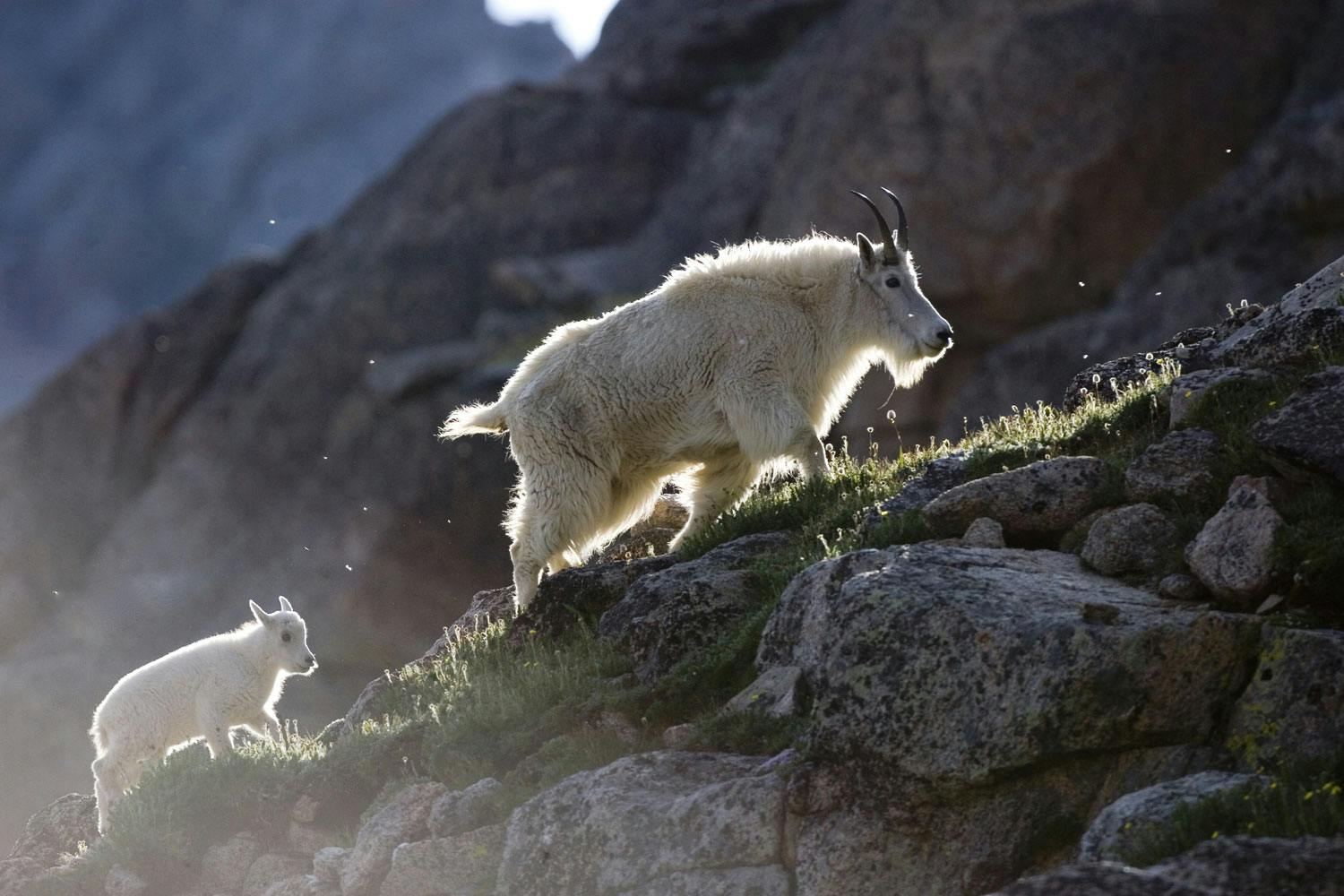 A white mama and baby mountain goat climb up a rocky ascent