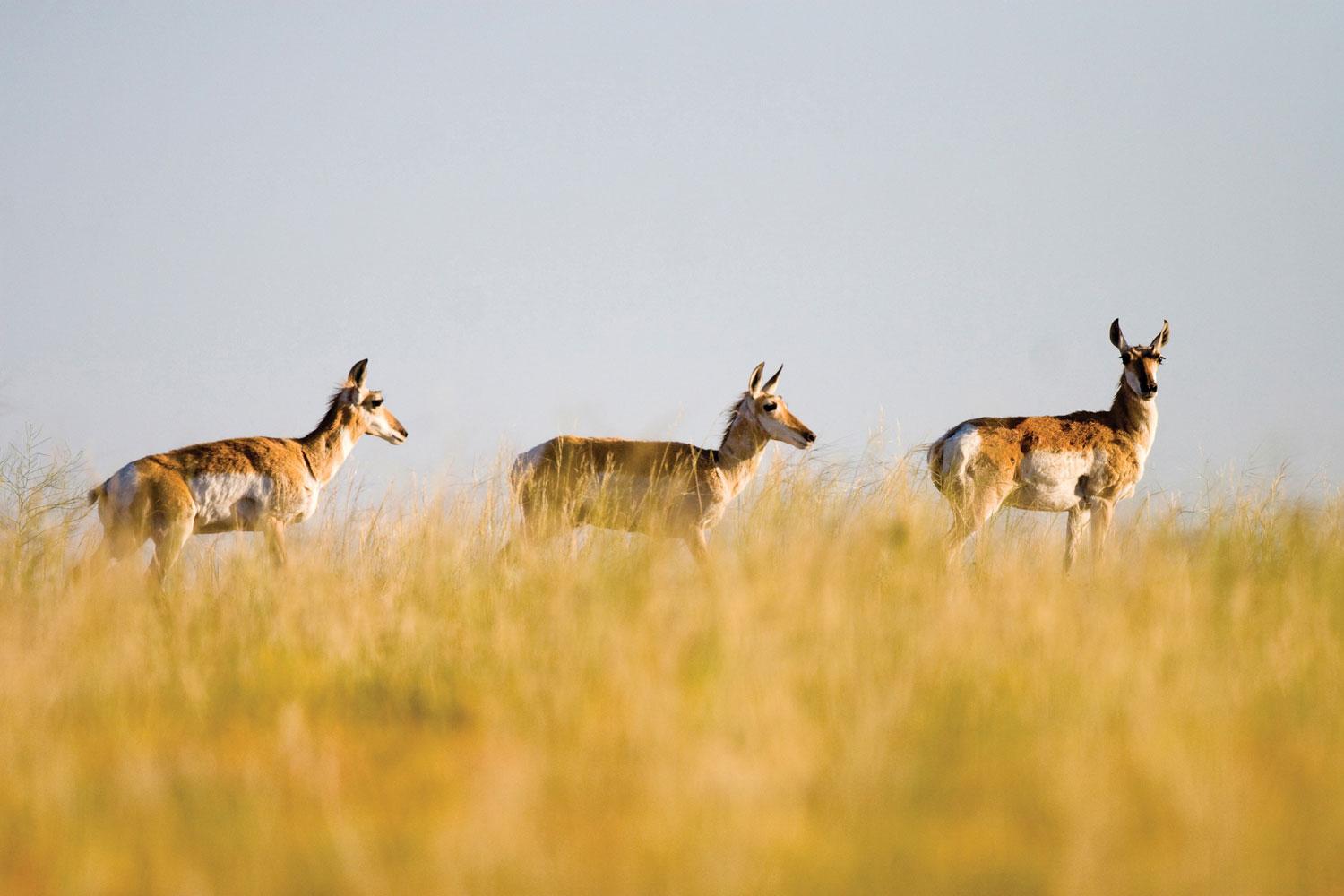 Animals grazing on a grassy plateau