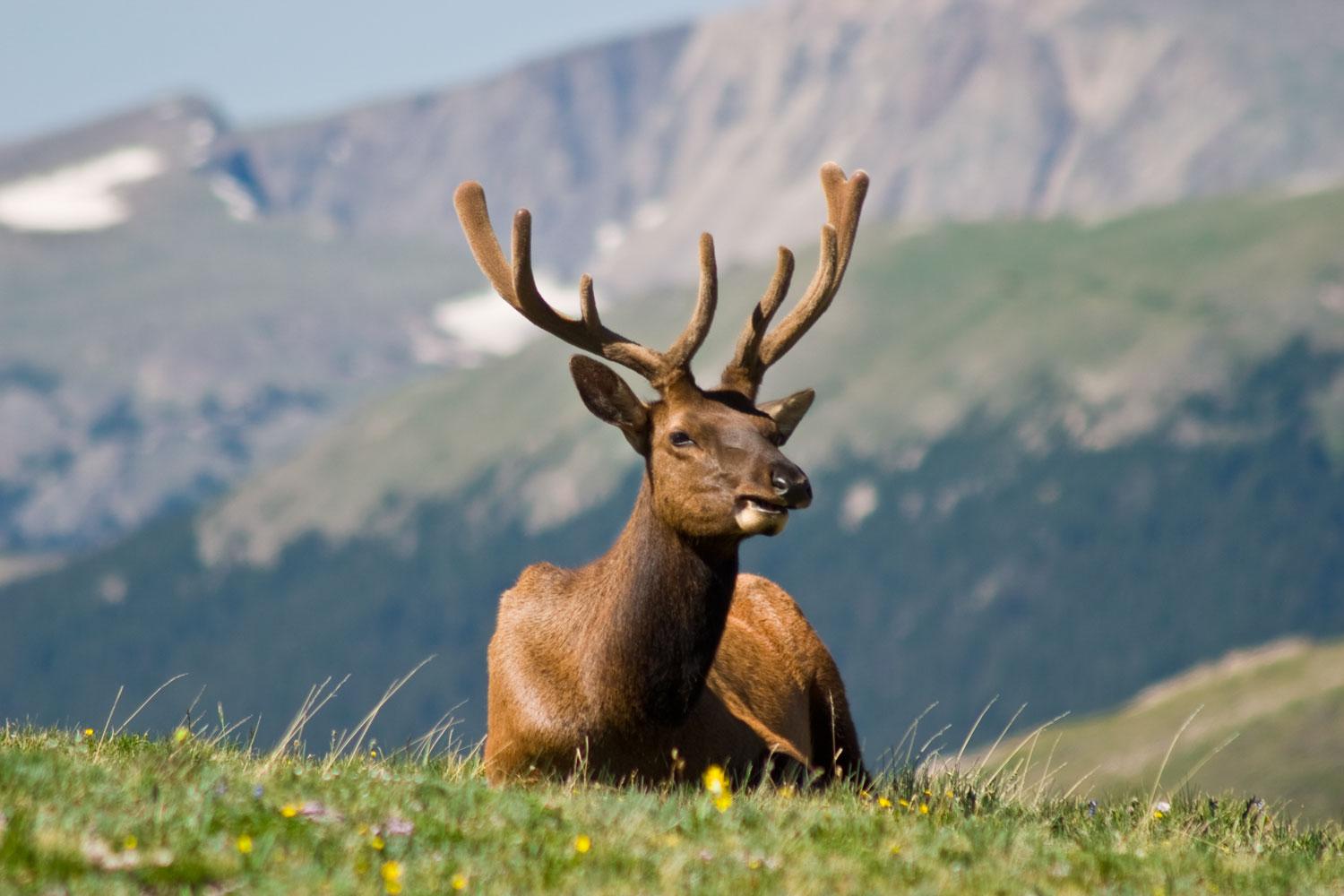 An elk with velvety antlers rests in the grass near Trail Ridge Road in Rocky Mountain National Park.