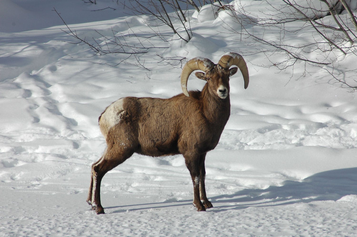 A bighorn sheep walks across a snowy mountain