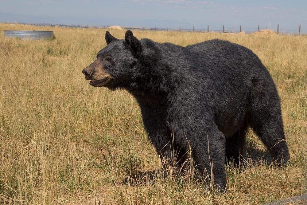 A black bear at the Wild Animal Sanctuary in Keenesburg, Colorado stands on all fours with its mouth slightly agape. Its snout is a lighter shade of brown. It is standing in a beige field of tall grass with a short fence running along the perimeter. The sky is a dusty blue and the sun is shining on the shiny black fur of the bear.