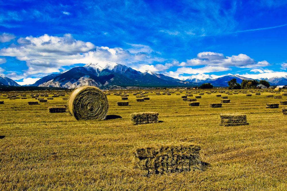 Hayfields pepper a golden field along the Collegiate Peaks scenic byway near Salida, CO; the sky is bright blue and dotted with white, fluffy clouds.