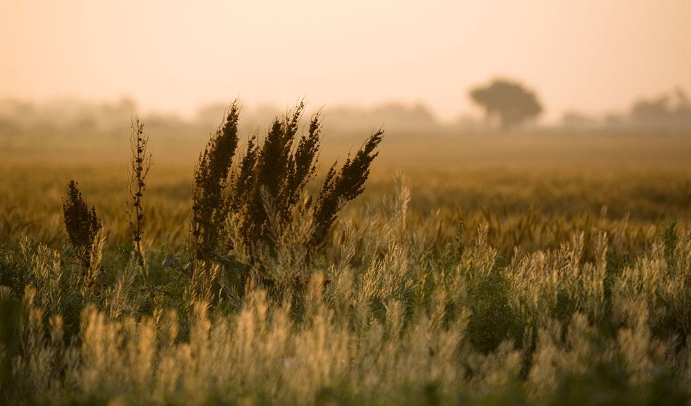 On a foggy morning, prairie grasses sway in the wind