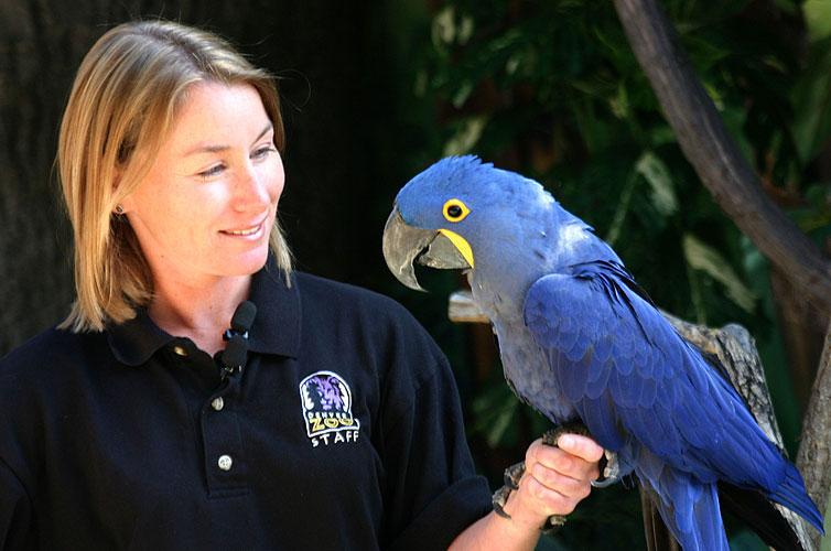 A zookeeper holds a large blue bird at the Denver Zoo in Denver, CO