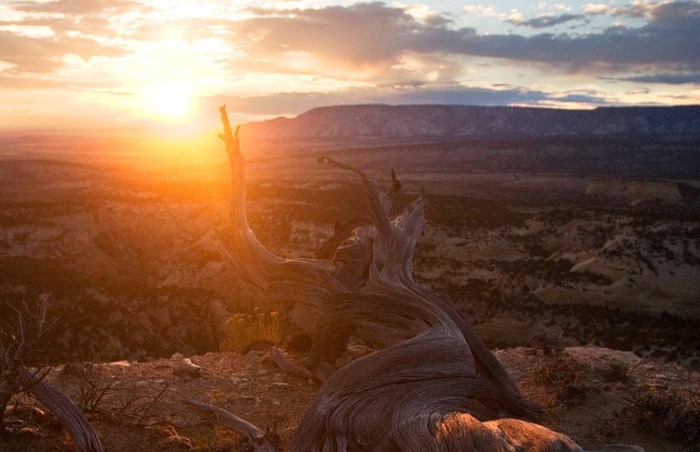 The rising sun creates a glare as it shines down unimpeded by clouds on a worn stump on a rock ridge in Colorado's Dinosaur National Monument.