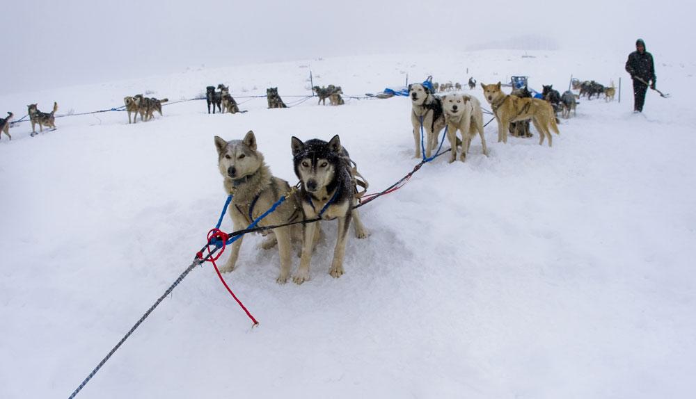 Five dogs sit on the snowy ground tied together in a sled formation with more sled dogs in the background.