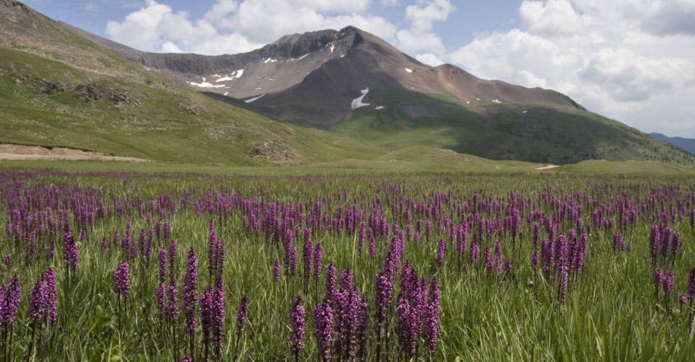 Purple flowers mix with grasses along Colorado's Alpine Loop scenic byway, with mountains in the background.