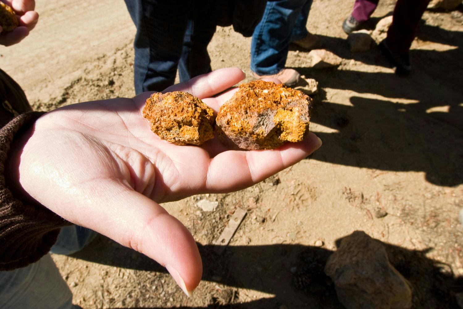 A visitor on a gold-mine tour holds out a couple of red rocks that may have gold in them! 