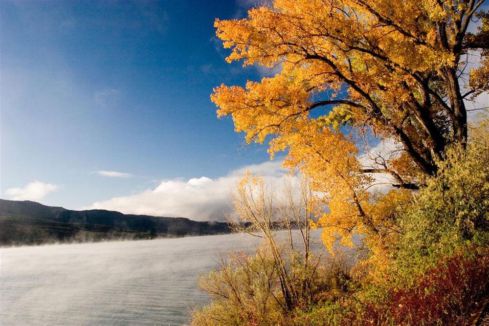 A tree with the brillant orange leaves of fall sits on the shore next to a lake, where fog drifts up on a cold but sunny morning