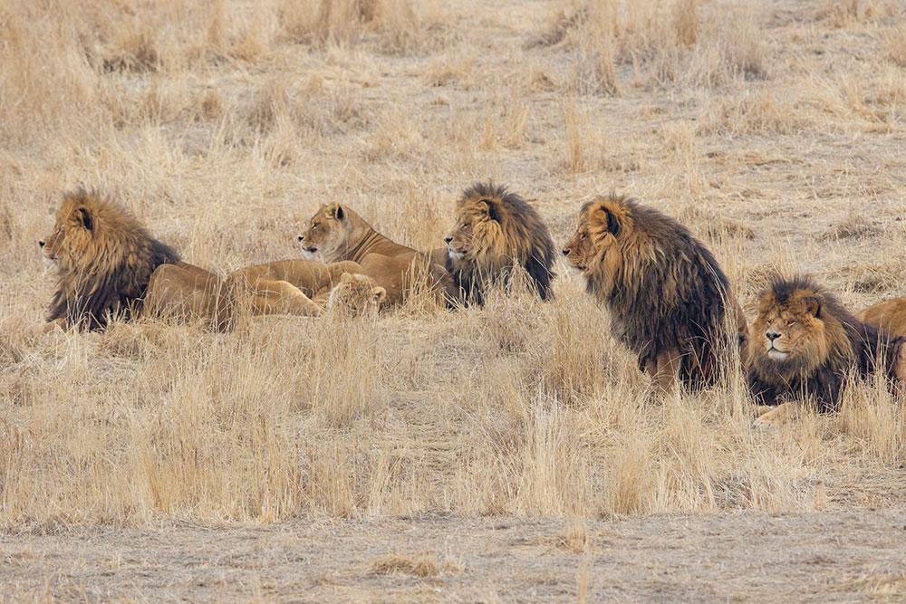 Six lions lie down or sit down and relax in the Colorado sun at the Wild Animal Sanctuary in Keenesburg, Colorado. Four of the lions are males with voluminous, brown manes. The two females do not have manes but are in relaxation mode on the long brown grass.