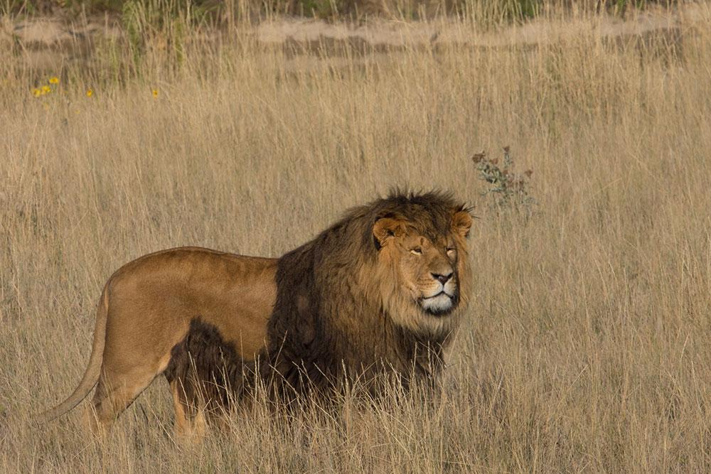 A proud-looking lion rescue at the Wild Animal Sanctuary in Keenesburg, Colorado. The lion has a full, brown mane framing his face and a little surrounding his belly. His legs are slightly covered by the tall brown grass in the safari-like field surrounding him.