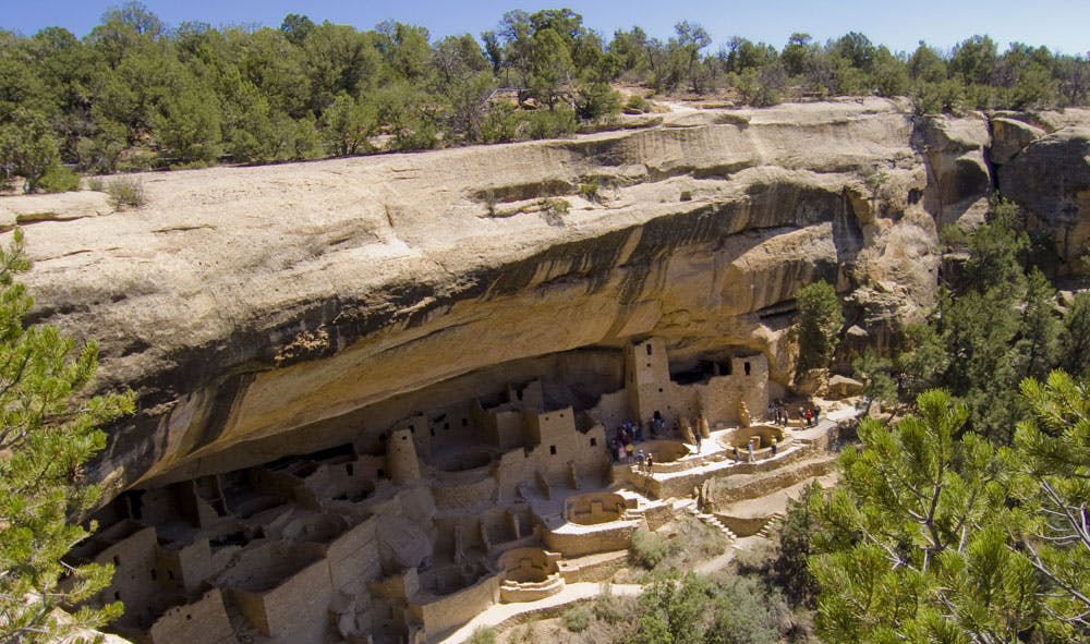 Course trees grow atop a cave shelf while below, in the shade, lie the ancient cliff dwellings of Mesa Verde National Park.