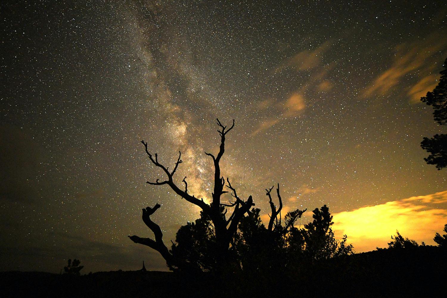 Petrified wood sits in front of trees underneath a star-filled night-sky with yellow clouds in the back right corner.