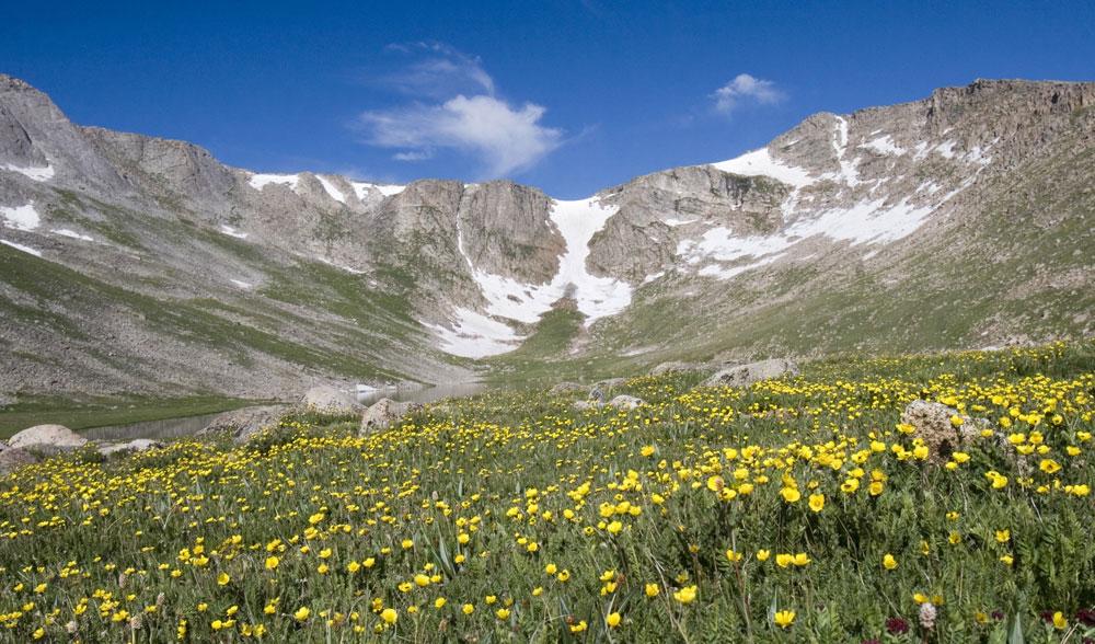 A wildlower basin along the Mount Blue Sky Scenic Byway with a trace of snow under a blue sky