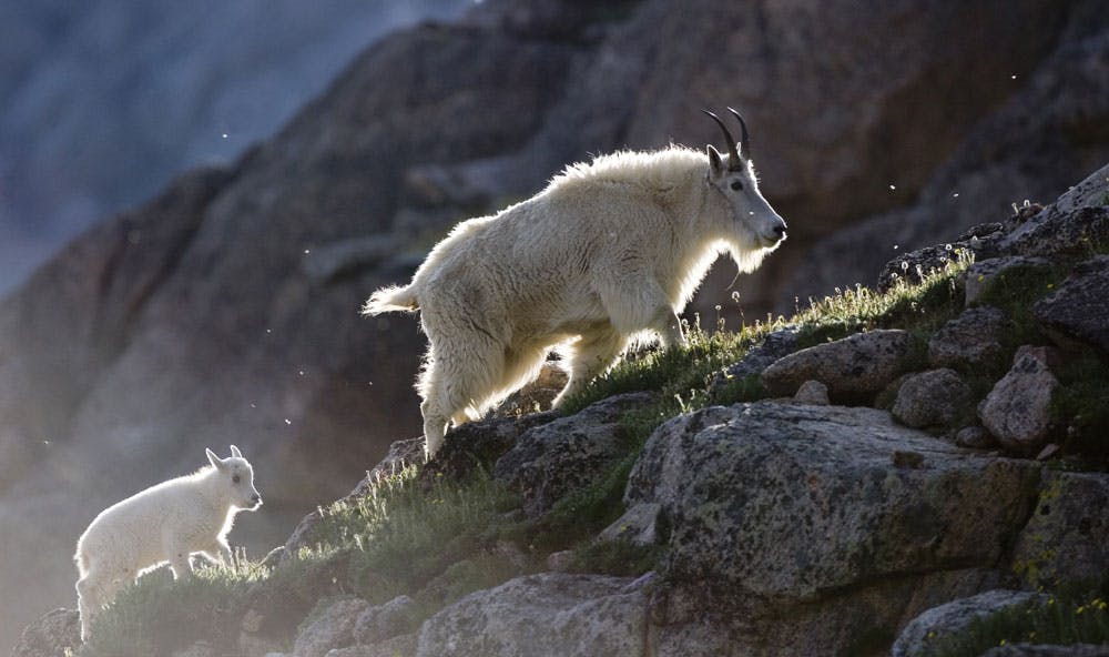 A white mama and baby mountain goat climb up a rocky ascent