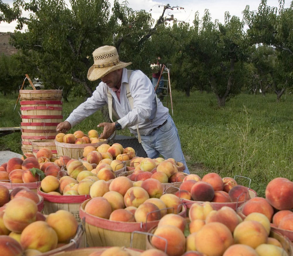 A person places freshly harvested yellow, orange and red peaches in baskets on a table at an orchard in Colorado's wine country.