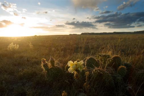 The sun sets of prairie land. In the foreground, there's a prickly cactus with a yellow flower on top