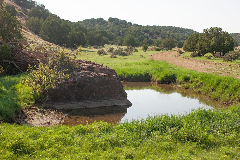 A picturesque photo of the Wild Animal Sanctuary's addition, the Wild Animal Refuge in southern Colorado. In the foreground s a small pond of shallow water surrounded by a small cliff of rocks and lush grass. To the right of the photo is a wide, red dirt trail that winds out of view. Beyond the pond and the trail is a hill full of thick, dark green trees under a sun-filled sky.