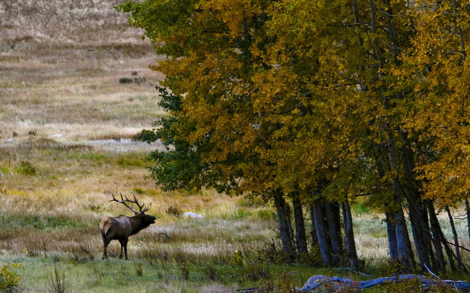 An elk walks near trees with mountains in the background