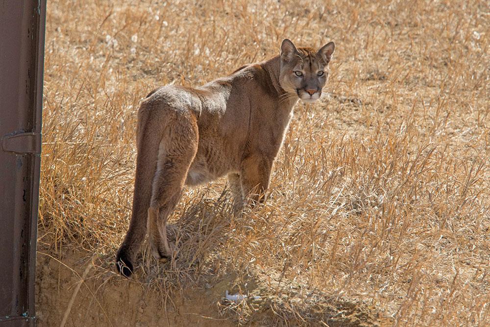 A slim, lanky, light beige mountain lion looks behind it near the camera. Its eyes are a glittering green color, focused on something behind the photographer. The mountain lion, whose name is Buddy, is standing in a field of tall beige grass at the Keenesburg Animal Sanctuary.