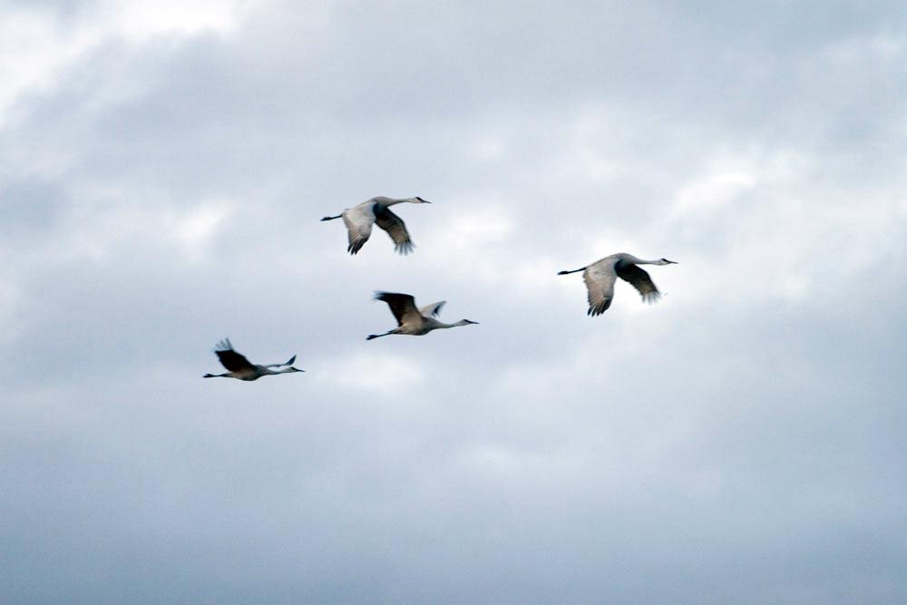 A group of sandhill cranes fly across the sky