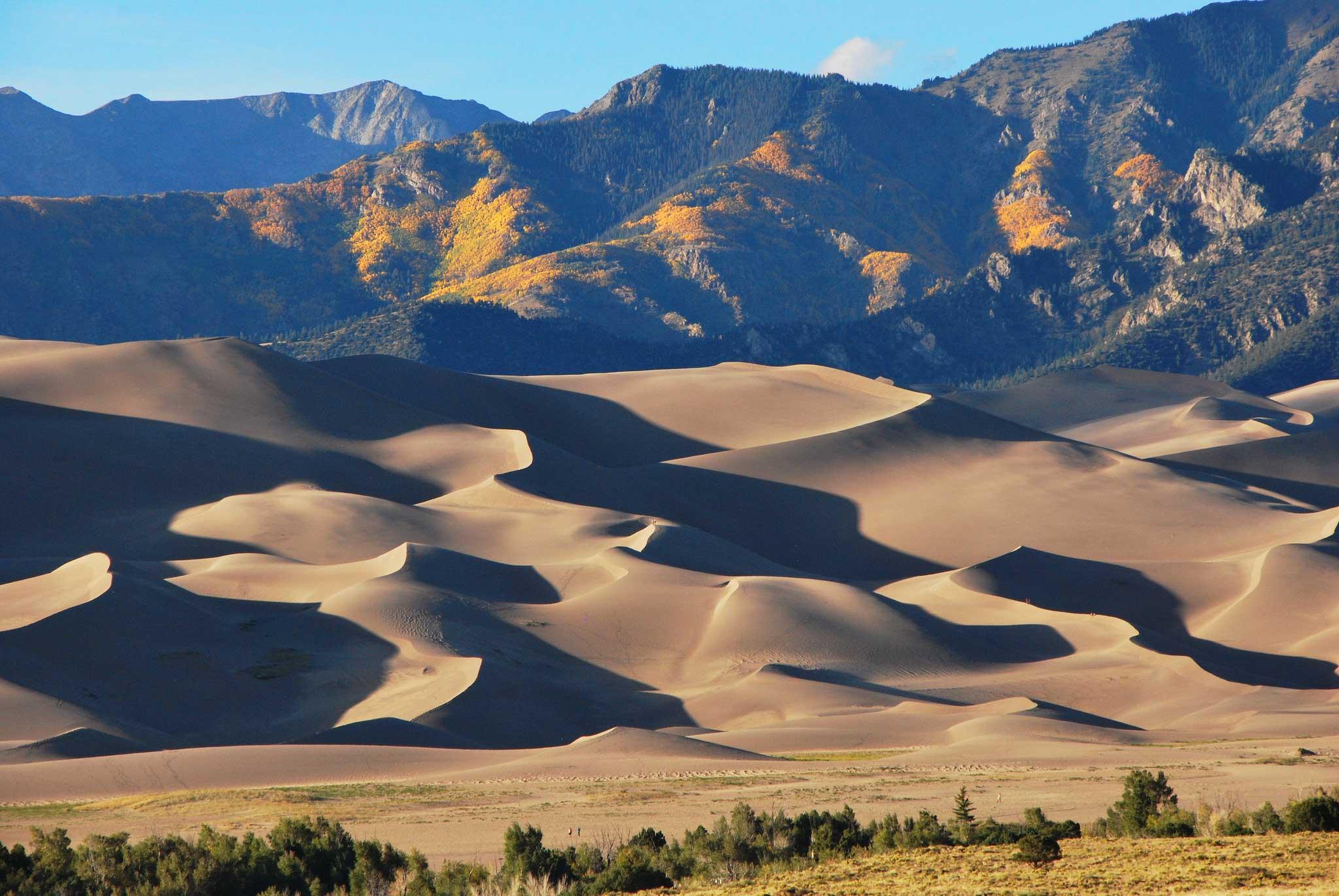 Sprawling dunes with golden trees in the background at Great Sand Dunes National Park