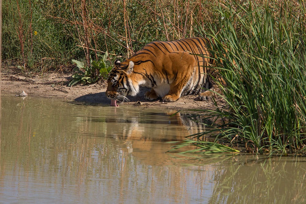 A vibrant orange-and-black-striped tiger crouching on its front arms extends its curling pink tongue to dip into a shallow pool of water. Surrounding the tiger is tall, green grass. The sun shines luminously on the tiger's soft fur.