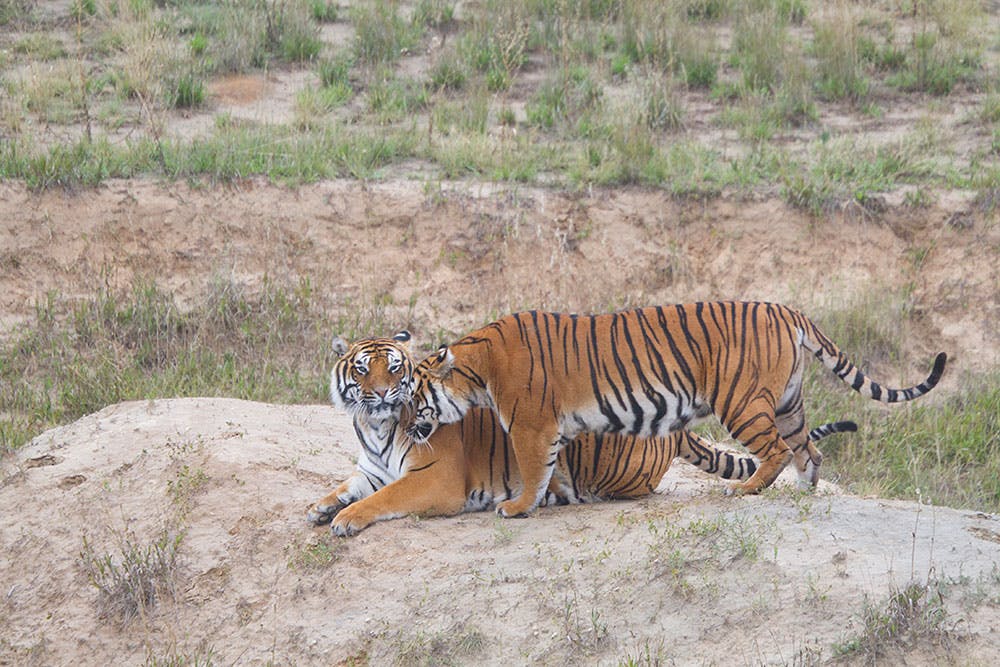 Two orange-and-black-and-white tigers are on a large boulder. One of the tigers is lying down calmly with its head up, and another is standing directly next to the sitting one. The standing tiger gently rubs its head against the other affectionately, closing its eyes. Behind the boulder is a field of patchy grass.