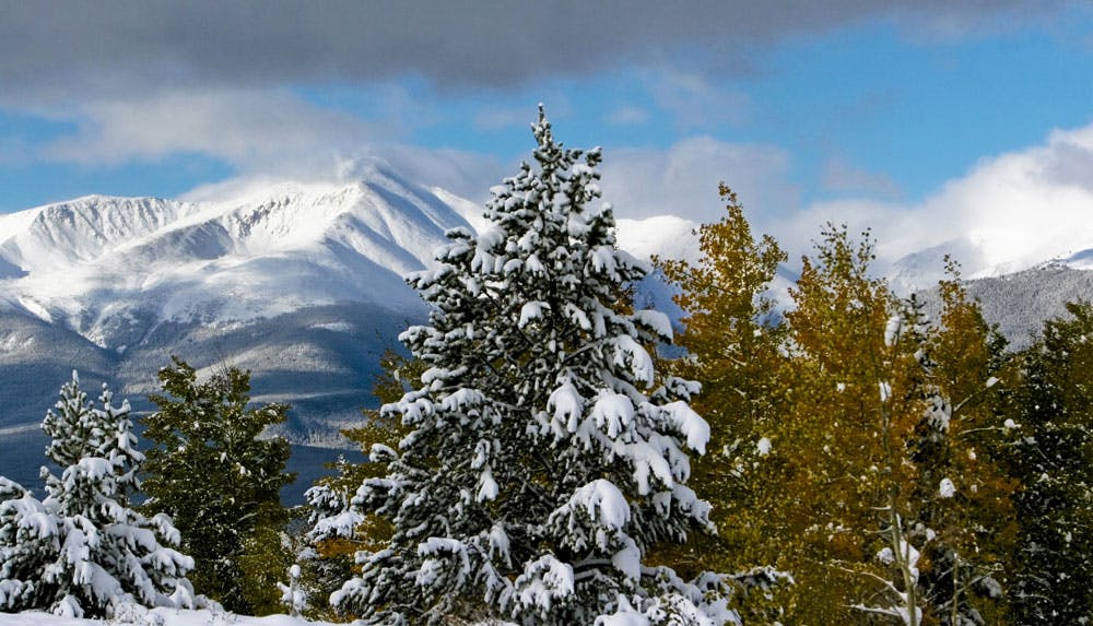 Beyond a stand of trees covered in snow, there's a mountain peak, also covered in snow. Wind seemingly blows the snow into the clouds above.