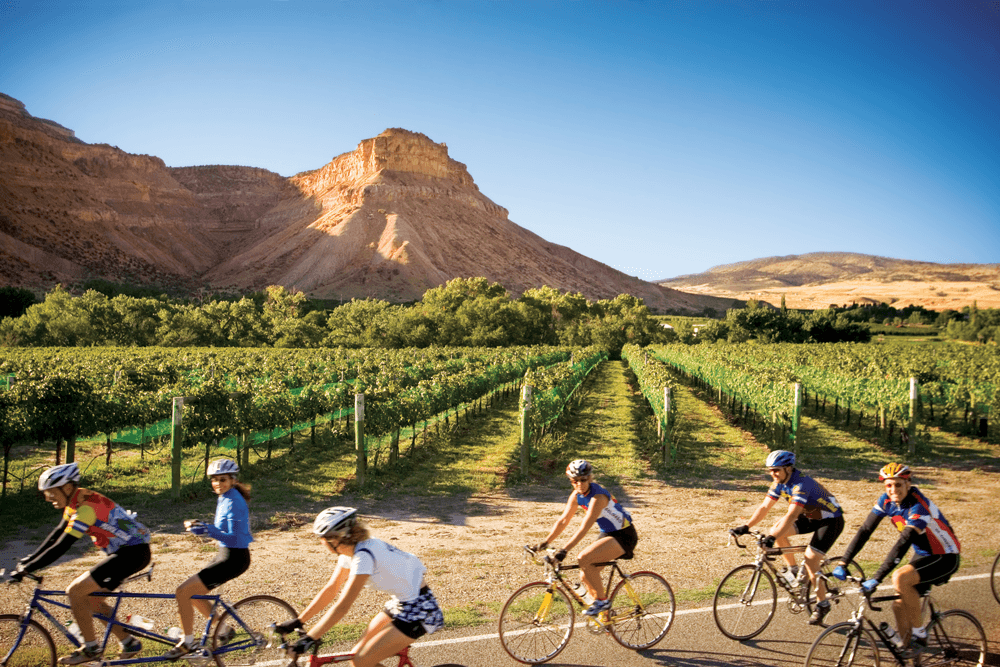 Biking by Palisade's vineyards