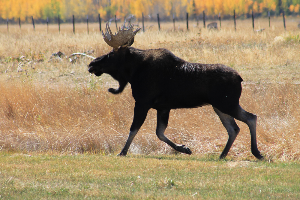 Moose at State Forest State Park