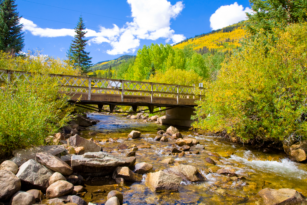 Fall Color near Salida