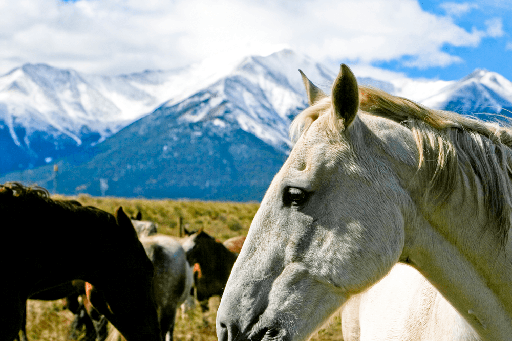 Ranch country near Salida and Buena Vista