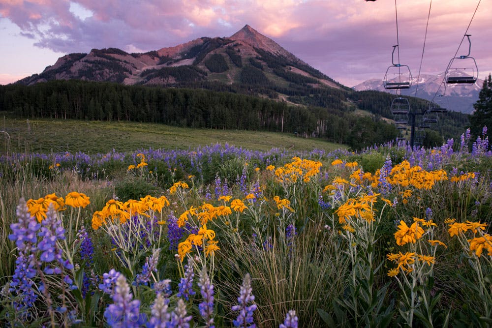 Crested Butte wildflowers