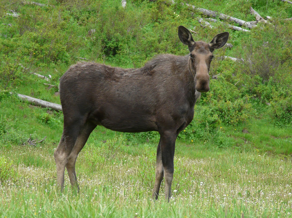 Moose on Colorado's Grand Mesa