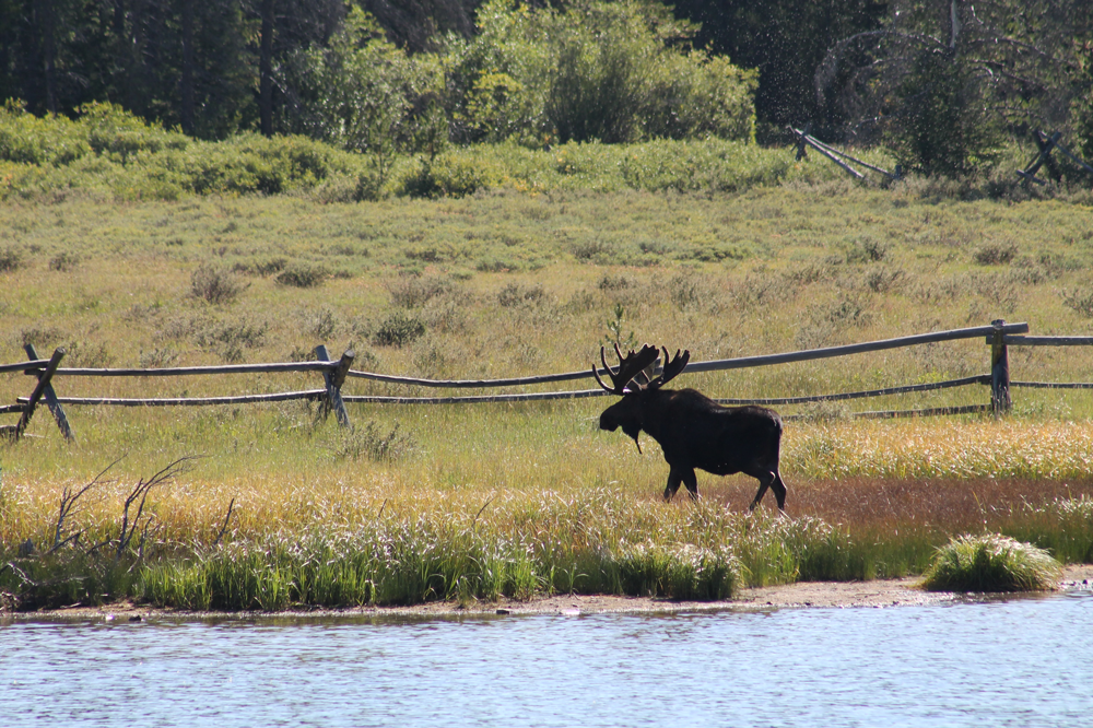 Moose at State Forest State Park