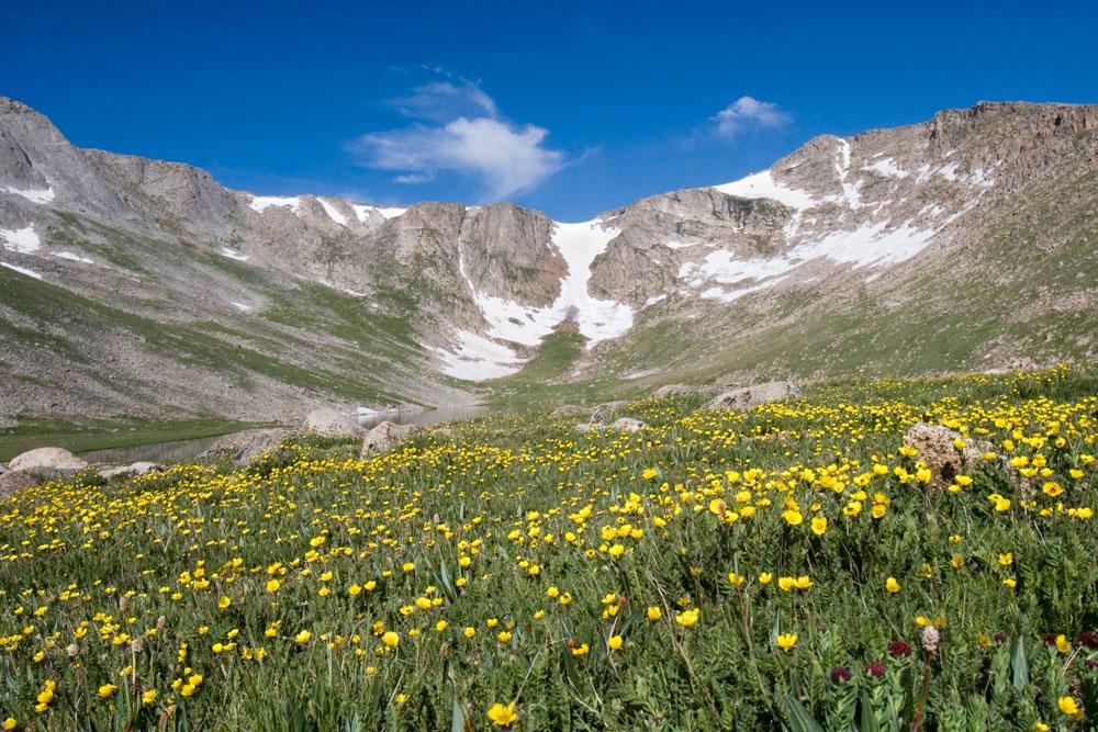 Wildflowers cover a basin on Mount Blue Sky