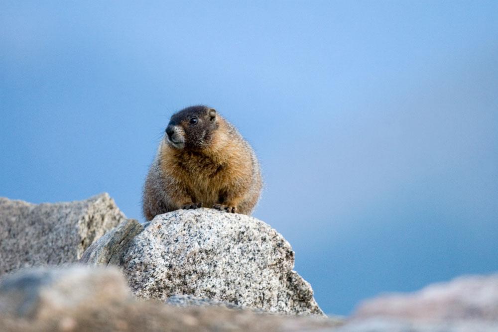 A marmot surveys the surroundings on Mount Blue Sky