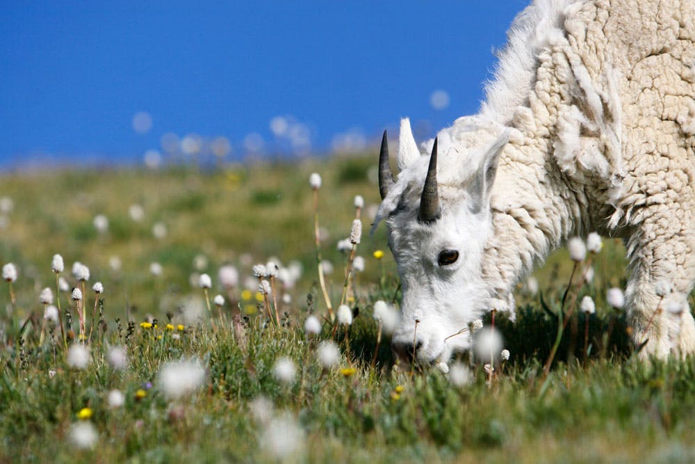 A mountain goat grazes on spring blooms