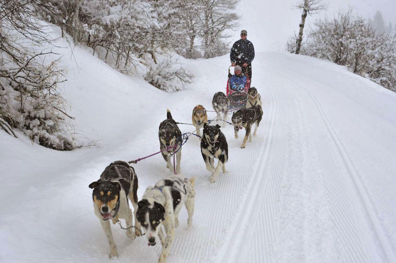 In a landscape covered in snow, a dog-sled team of eight races across a trail in front of their sled